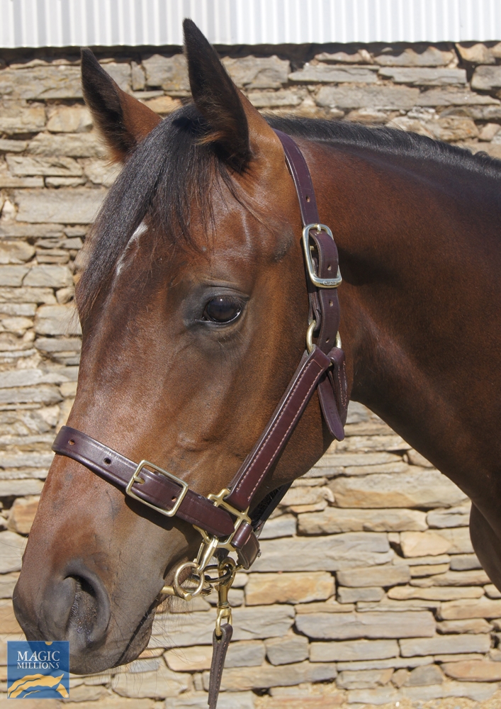 2023 Adelaide Yearling Sale Lot 103 Bullbars (AUS) Good Decision